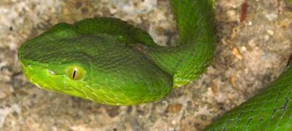Green head of pit viper