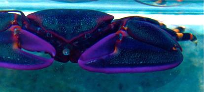 Purple Porcelain Crab in Water